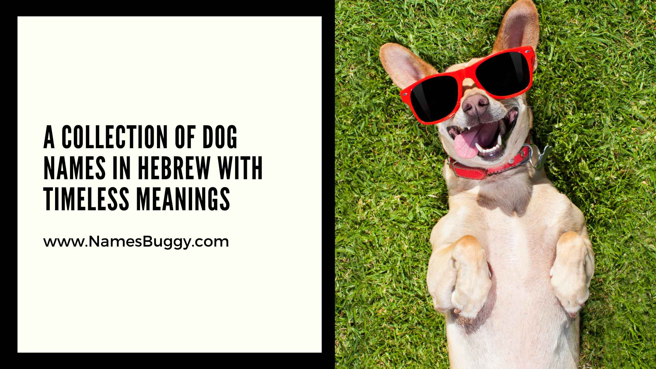 A Collection of Dog Names in Hebrew with Timeless Meanings