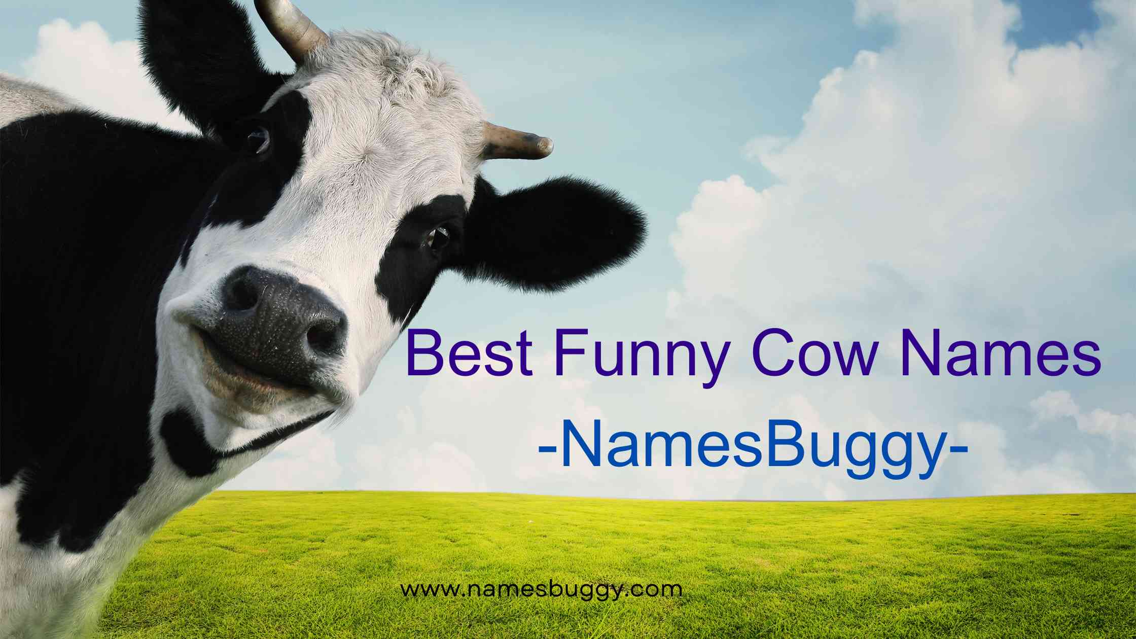 Best Funny Cow Names -NamesBuggy-