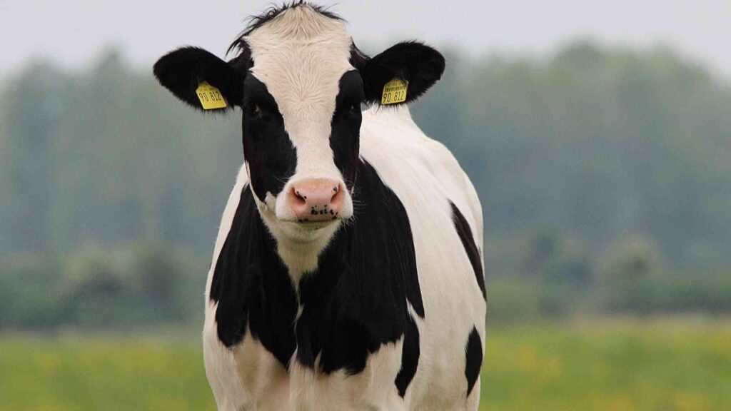 Cow Image