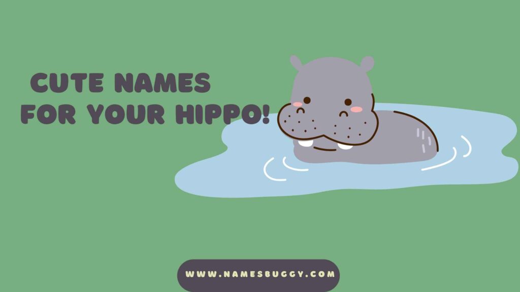 Cute Baby Hippo 