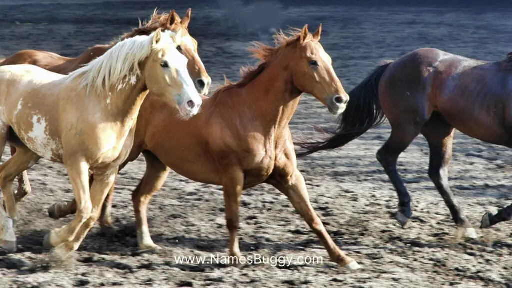 Arabian Horses