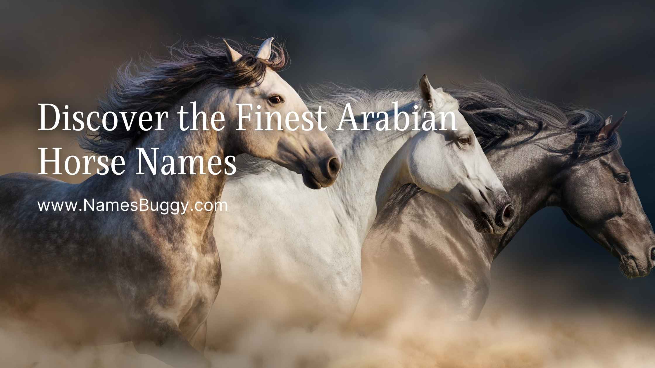 Discover the Finest Arabian Horse Names