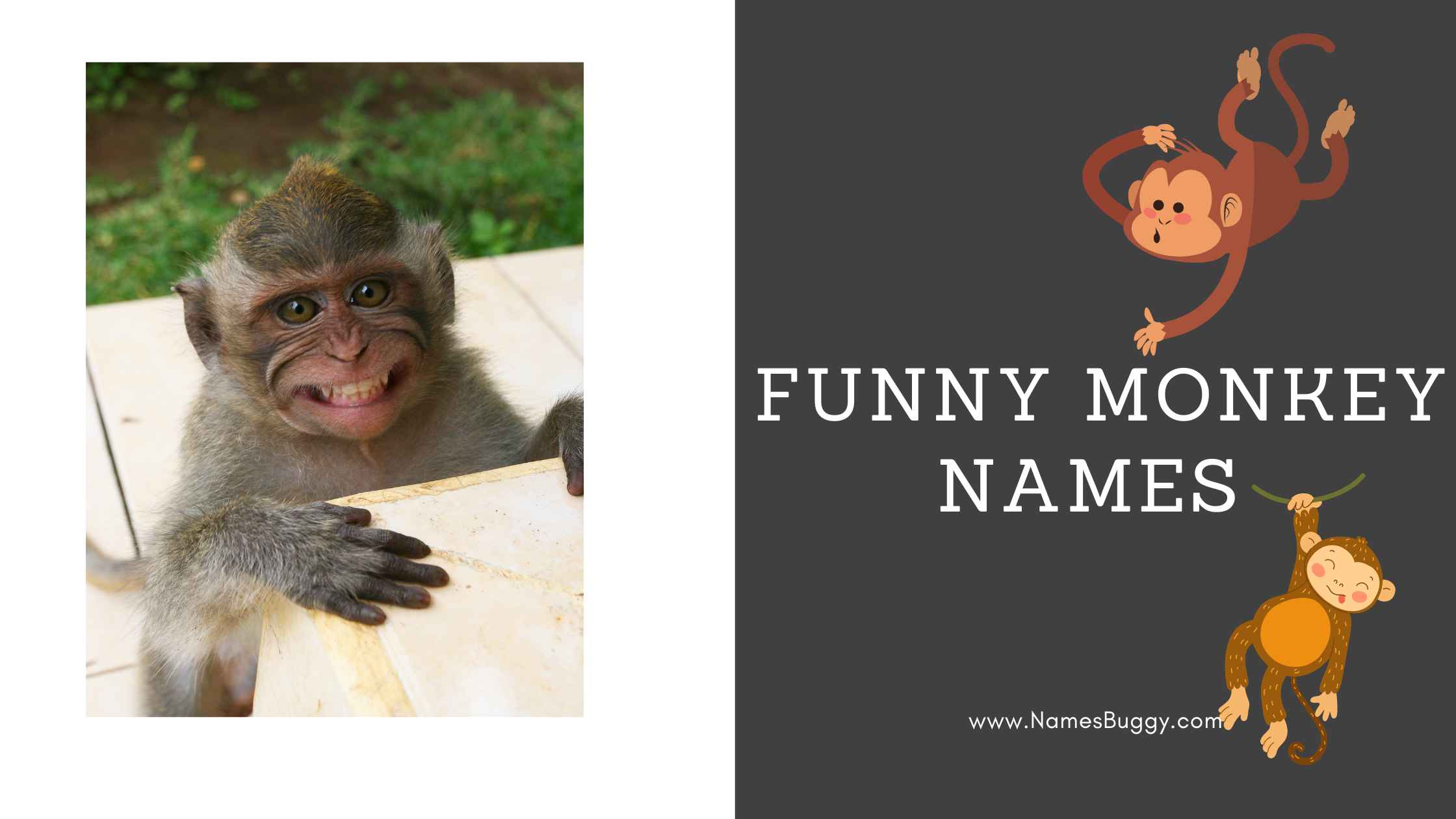 Monkeying Around: World of Funny Monkey Names - Names Buggy - Names Buggy